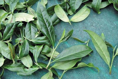 春茶跟冬茶哪個比較好?