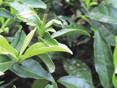 讓武夷岩茶