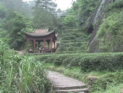 一場軍隊過境意外，如何催生了改變世界的小種紅茶
