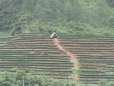 茶樹
