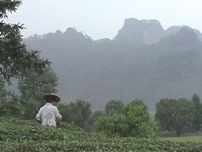正岩茶和洲茶