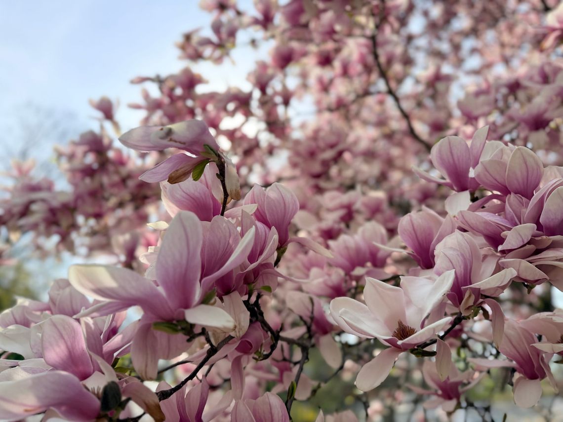 Magnolia Meditation | 15 sec