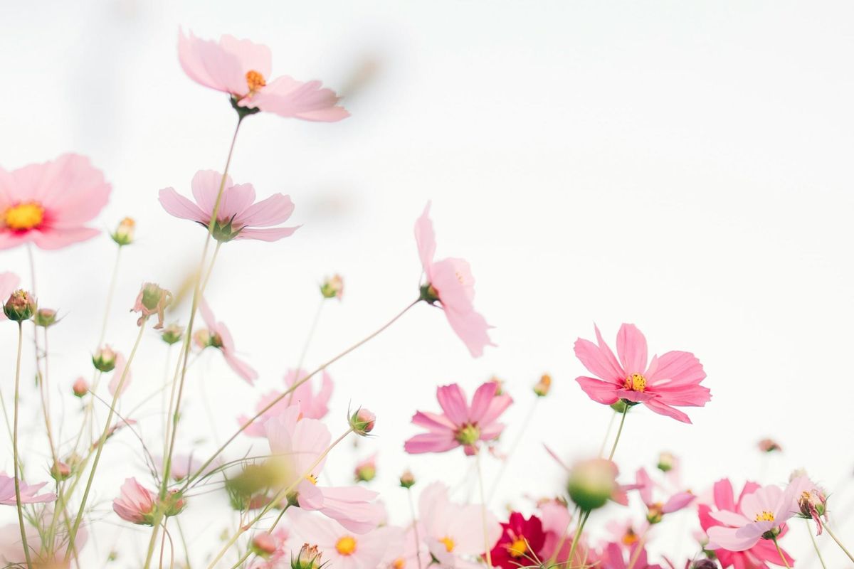 Roots & Blooms, Tea & Flower Crafting | May 9 | Hastings on Hudson, NY