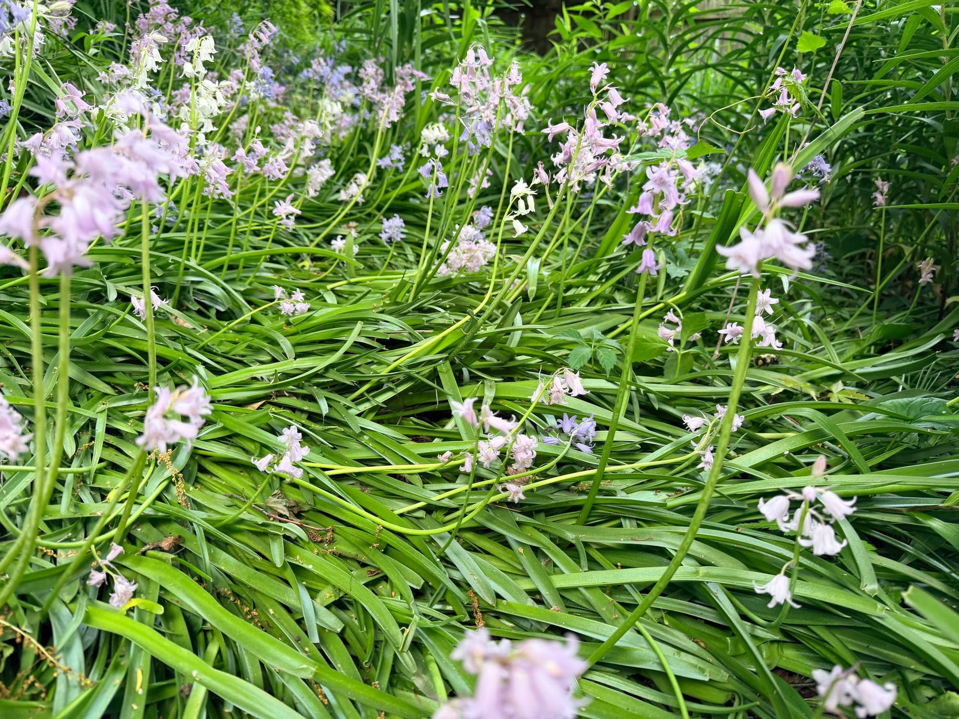 When Your Garden Goes Wild | Let It?