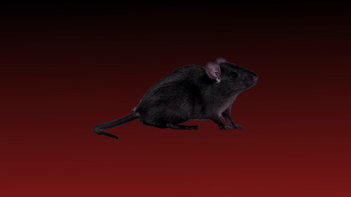 MY CONTACT AT THE RAT FACTORY