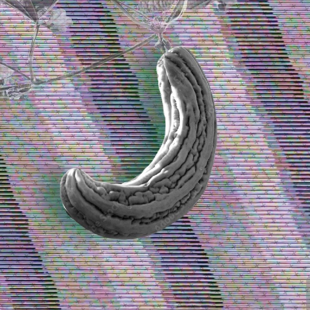 THE HARVESTING OF THE GOURD