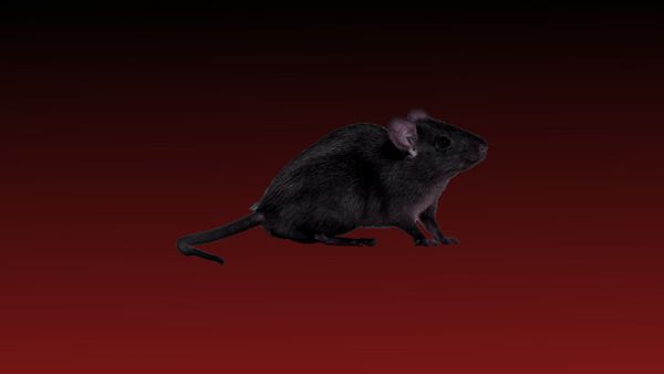 MY CONTACT AT THE RAT FACTORY