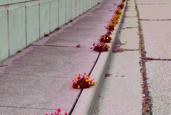 I DISCOVERED A NEW FRUIT