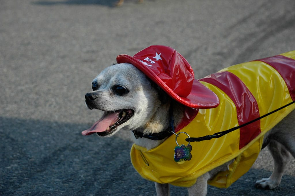 Stress-free DIY Pet Costumes