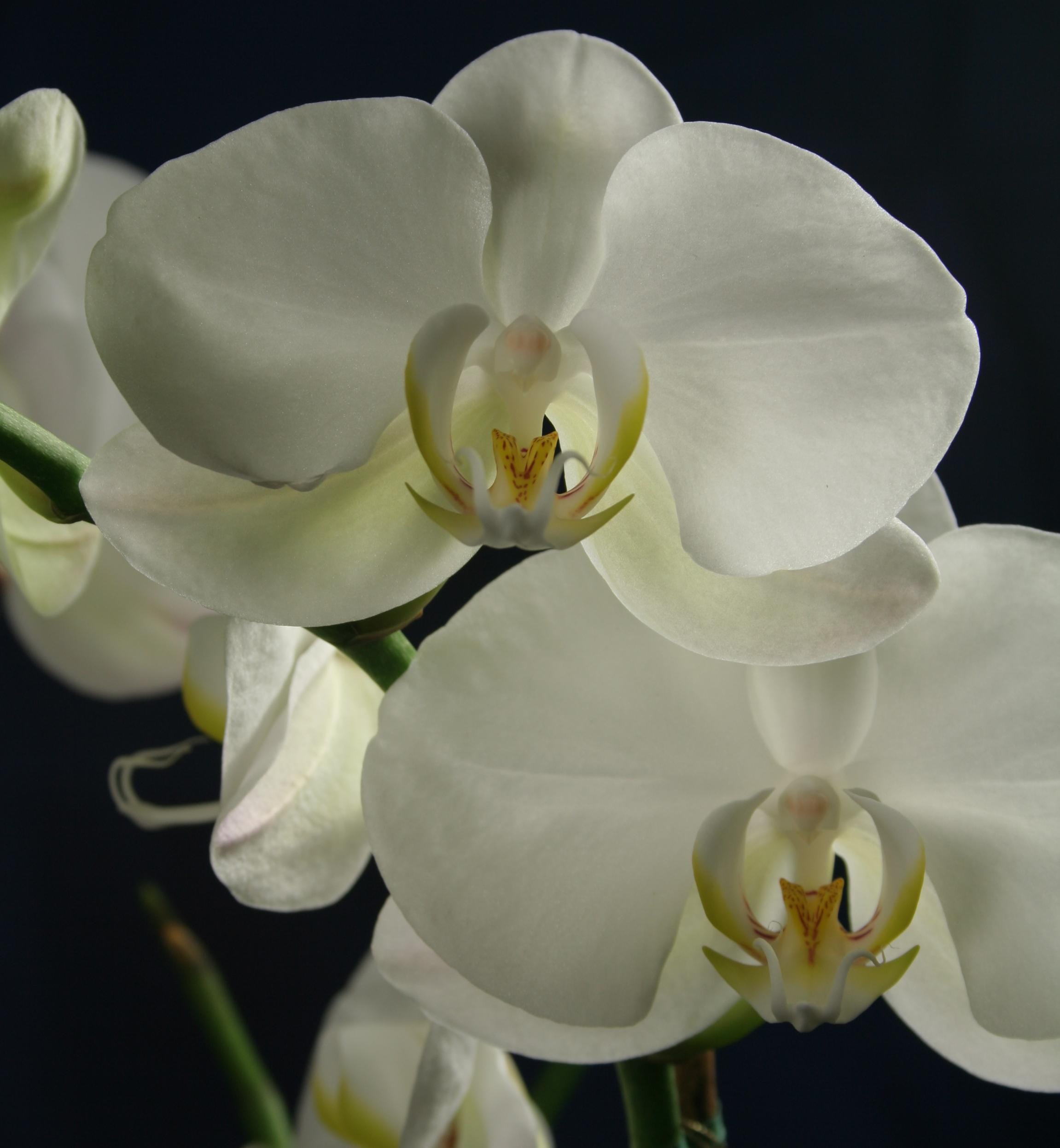 What To Say When Someone Loses a Pet