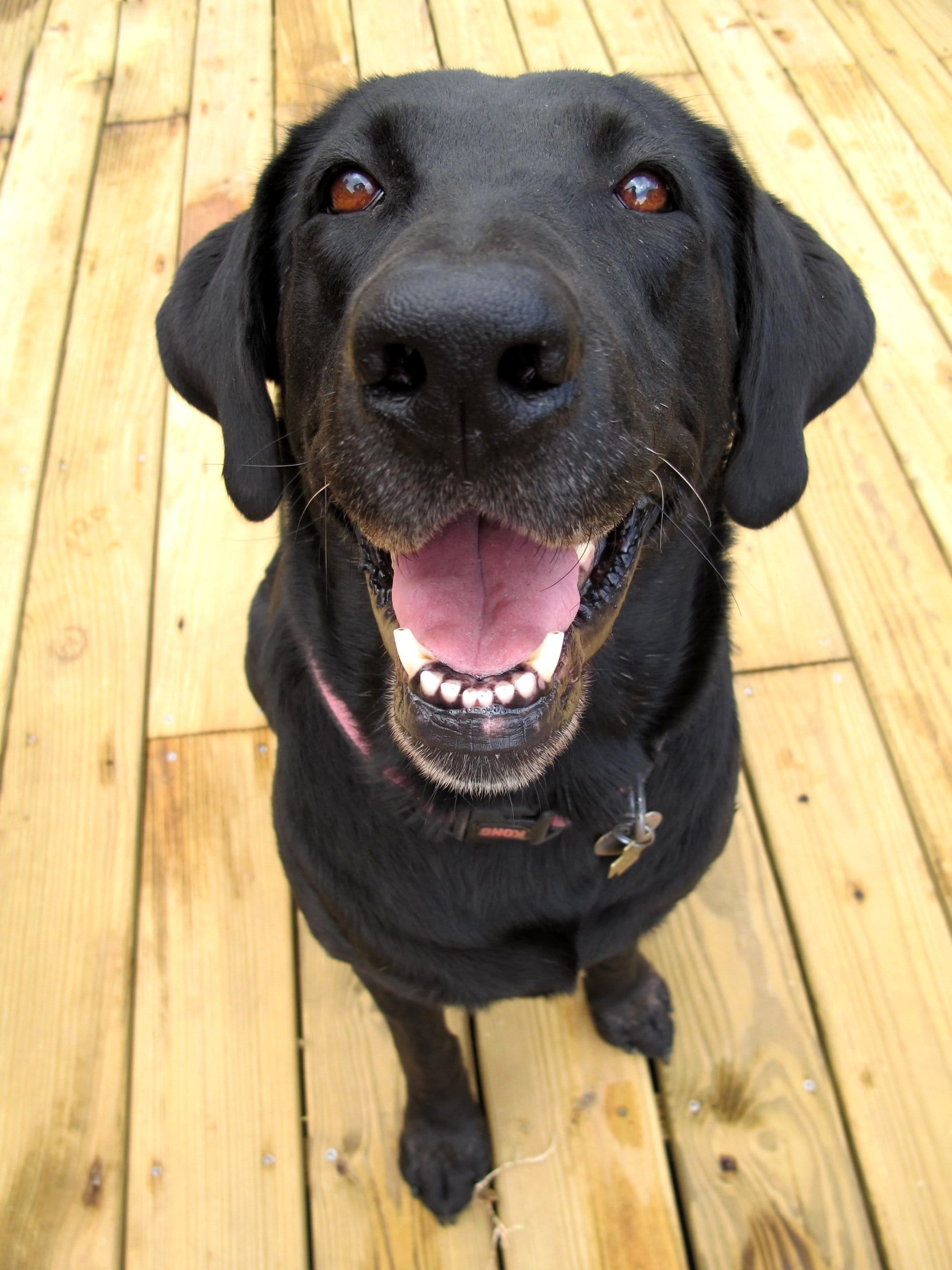 Dog Dental Care: Basic Oral Hygiene and Teeth Cleaning