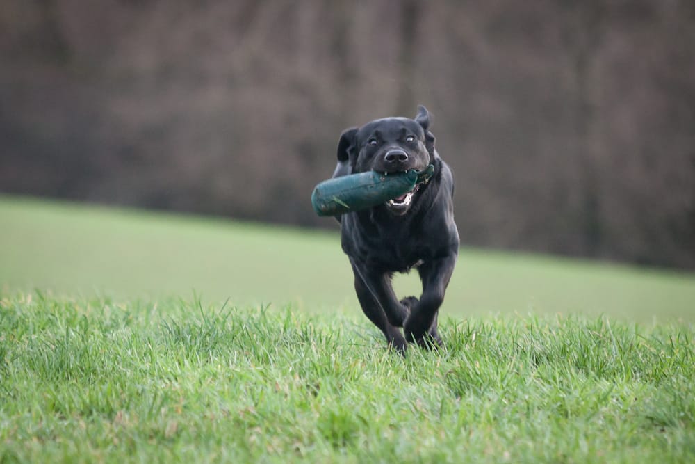 Why You Should Adopt: Black Dogs