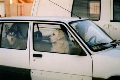 Dog Days of Summer: Leaving Pets In Cars