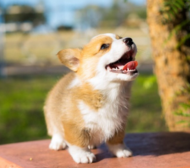 11 Dogs That Will Make Your Monday Awesome