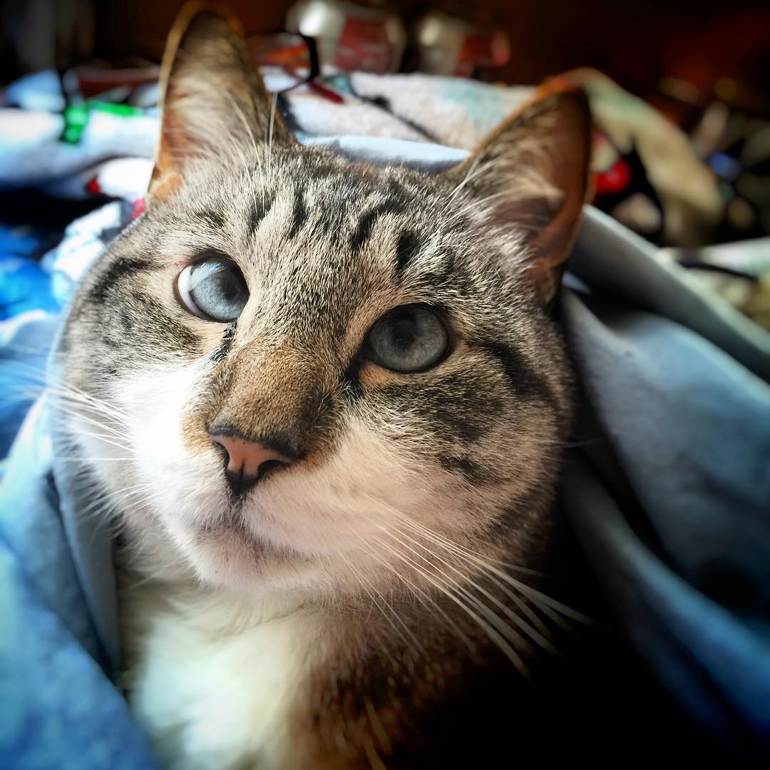 12 Pets on Instagram That Will Inspire You