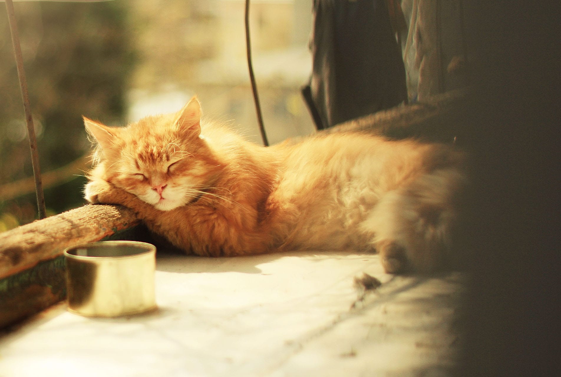 21 Everyday Human Foods Can Be Toxic to Dogs and Cats