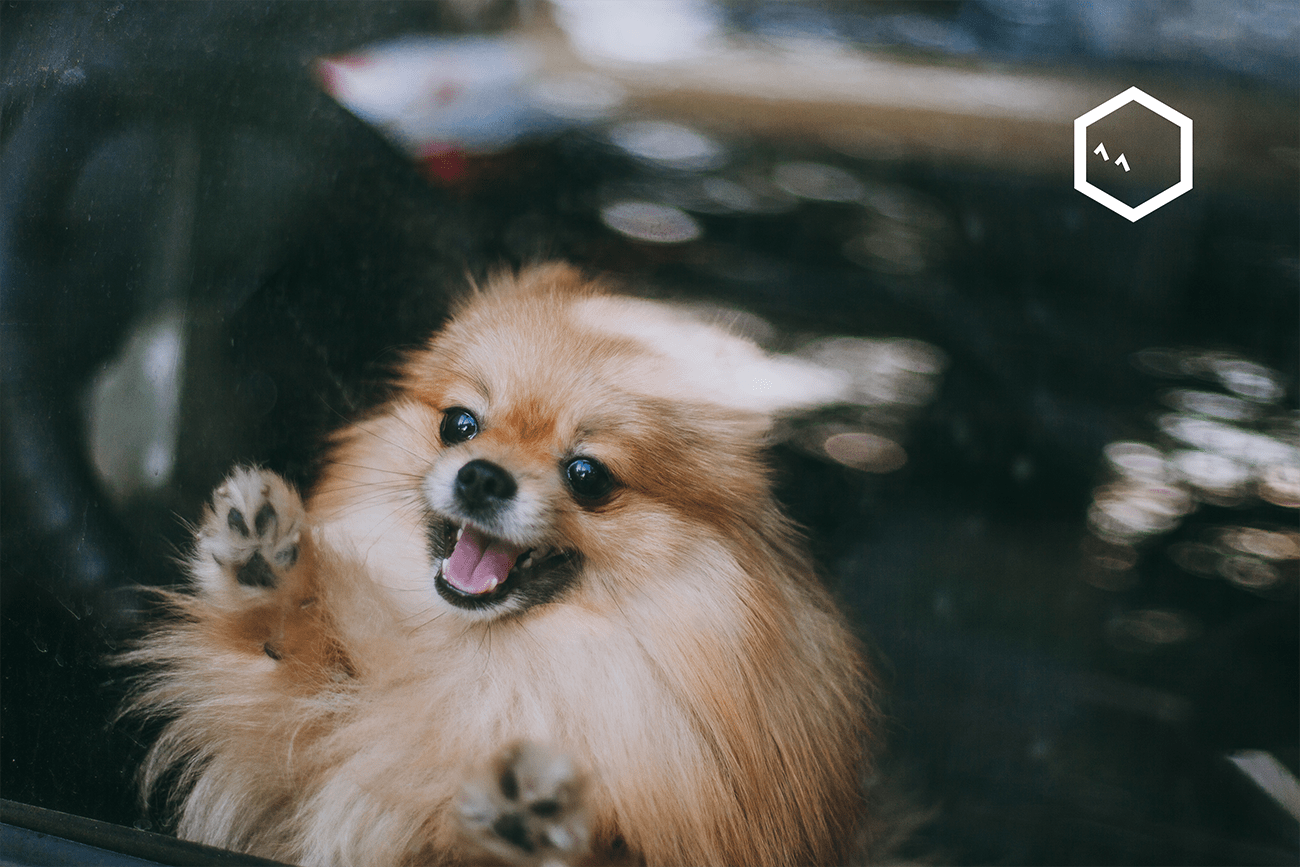 12 Hilarious Pranks Played on Pets