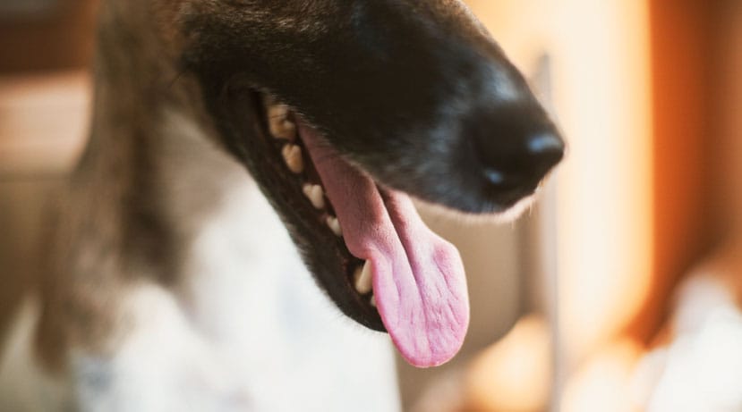 Pet Teeth Cleaning Basics