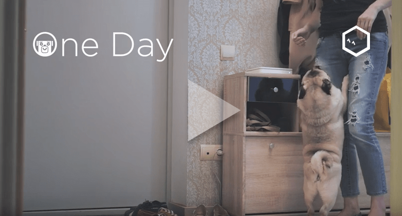 A Day in the Life of a Pug with the Petcube Camera