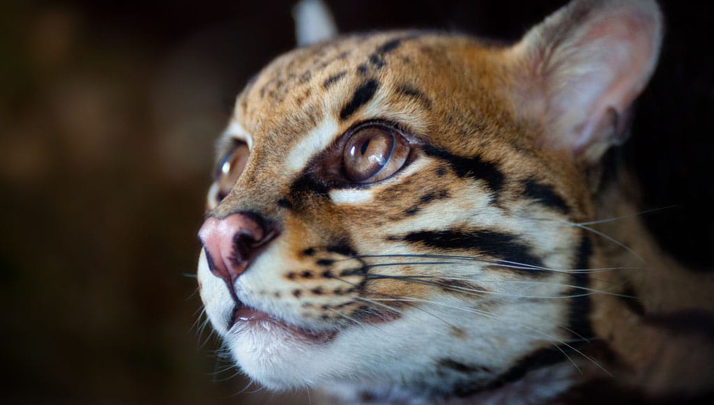 8 Famous People with Strange Pets