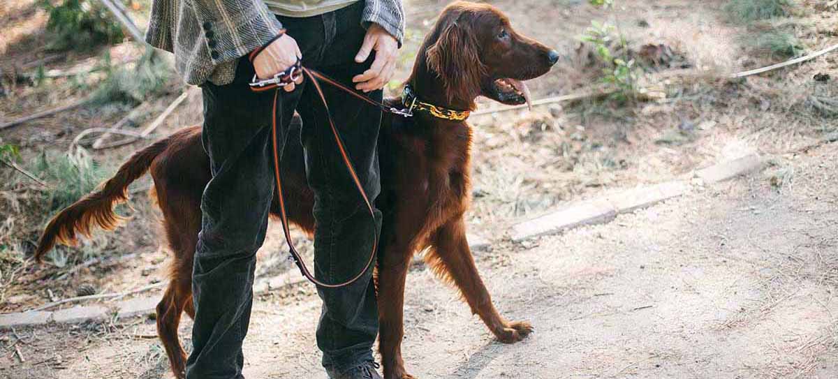 10 Excellent Instagram Dog Dads