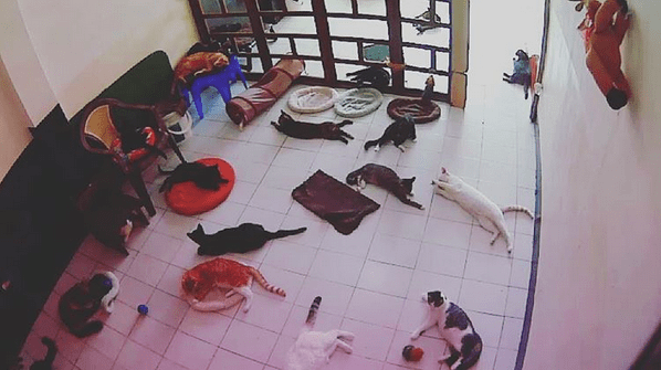 Stop What You're Mewing and Play With Real Cats On Your Phone Right Meow