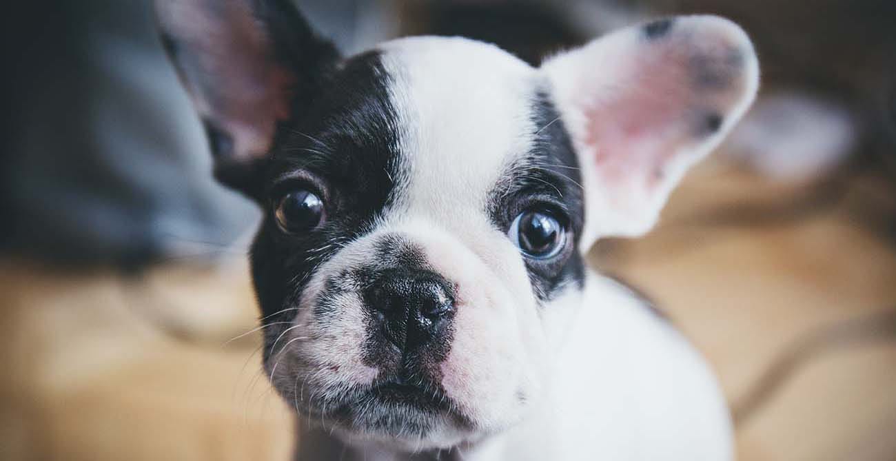 What's In a Name: Choosing the Right Name for Your Dog