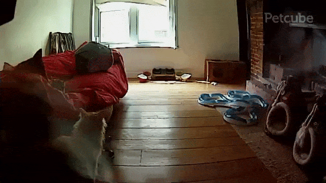 Mean cats caught on Petcube pet camera