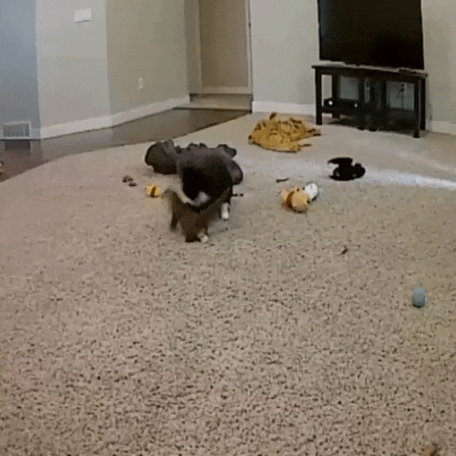 crazy cat filmed on cat camera