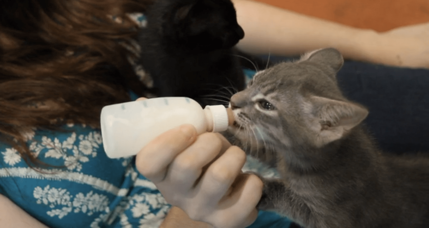 What To Consider Before Fostering Kittens