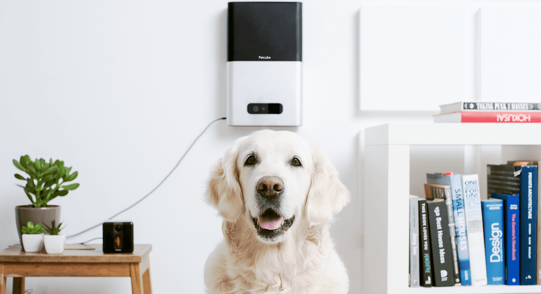 Petcube Bites - Reward your Pet from a Smartphone