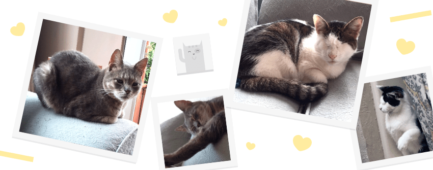 Utterly lovable blind cat duo Bruce & Wayne need a forever home