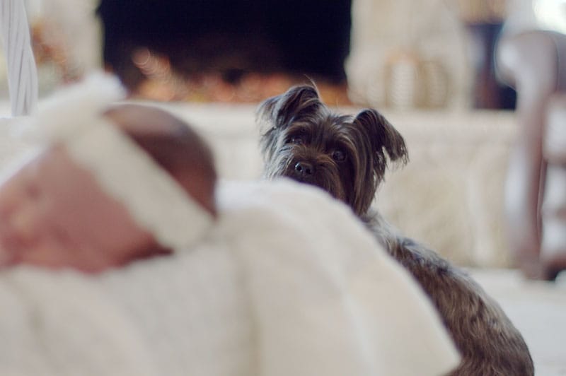 Cute dog guarding the baby while asleep