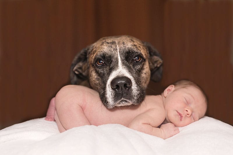 Dog loves baby sleeping