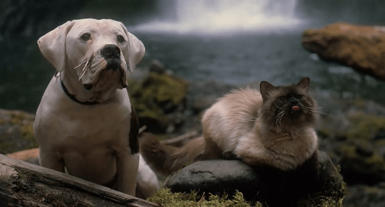 Sassy, The Incredible Journey