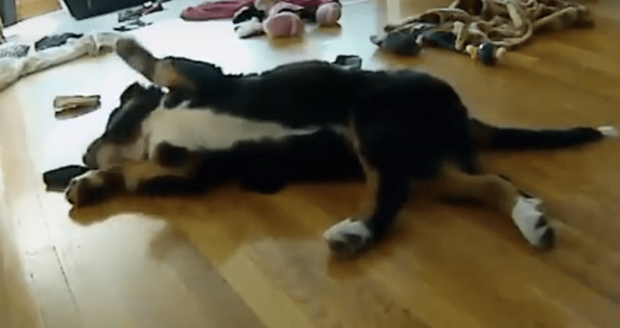 Bad Dogs Caught in the Act on Hidden Camera