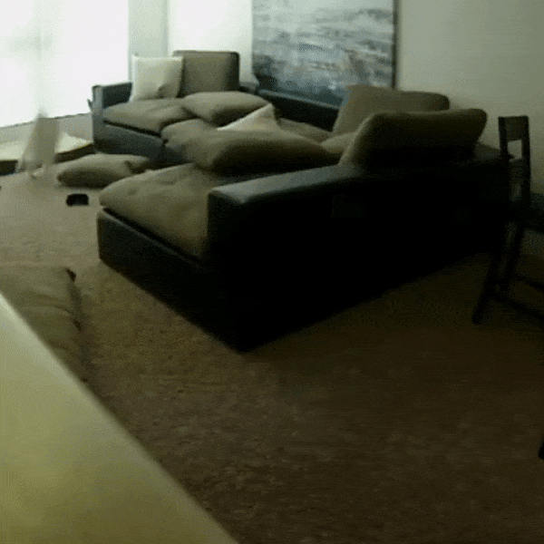 dog on couch caught on petcube