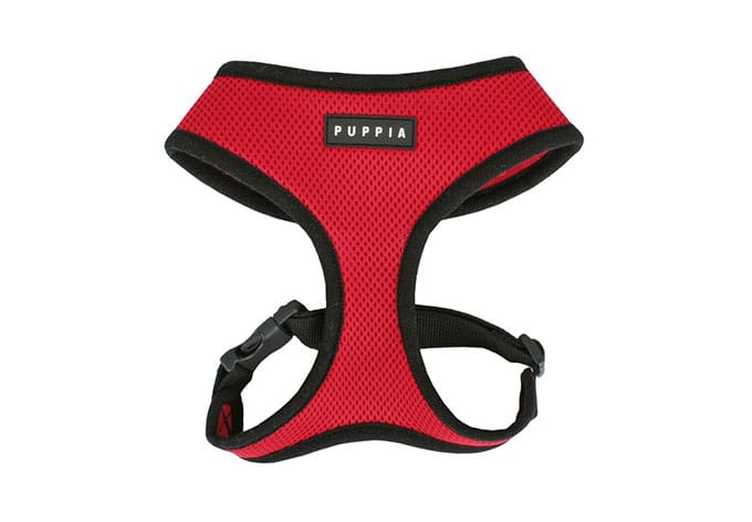 harness for senior pets