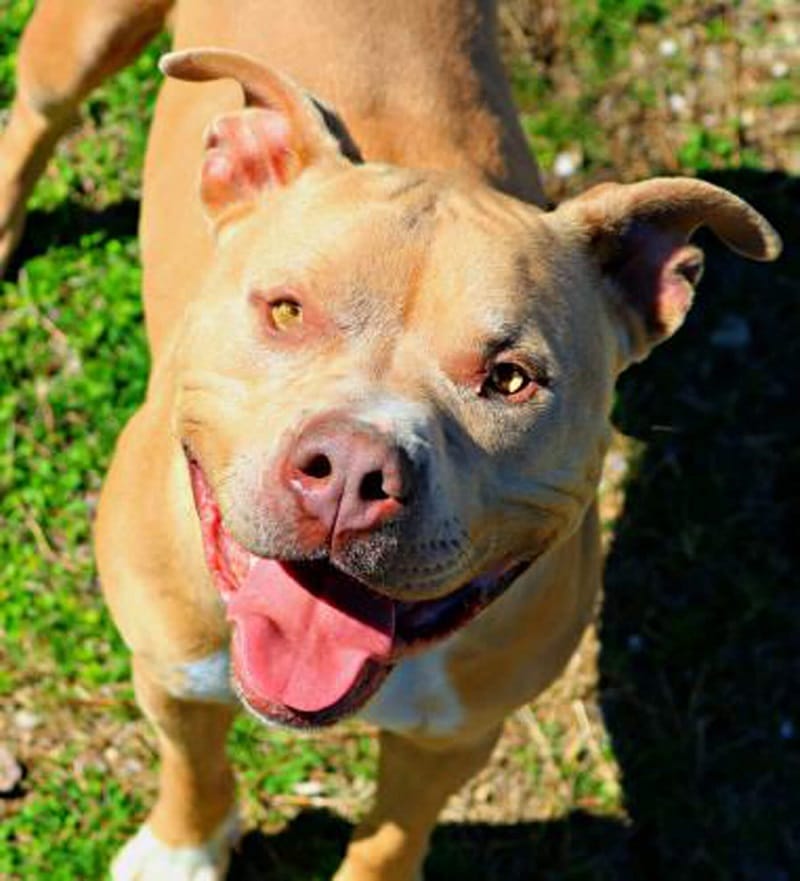 Kai & June Seek Loving Heroes in Texas