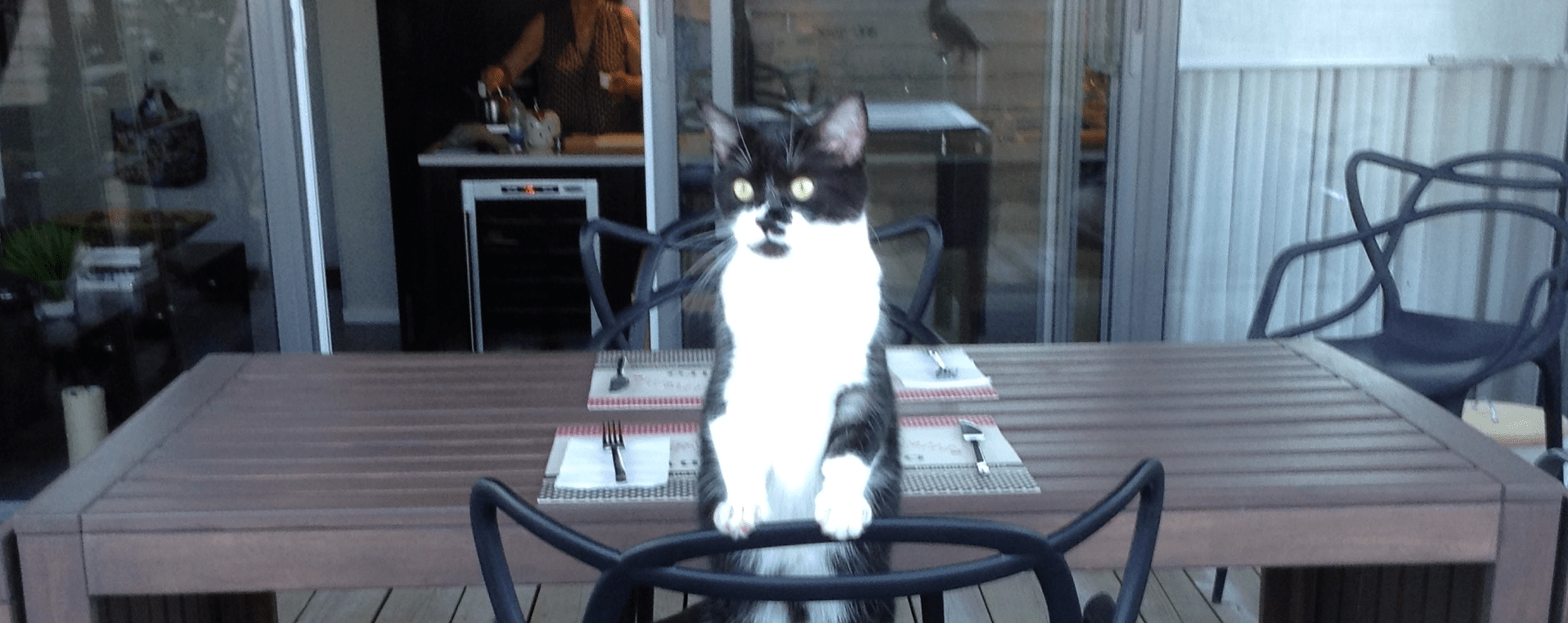 Petcube Replaced My Security System!