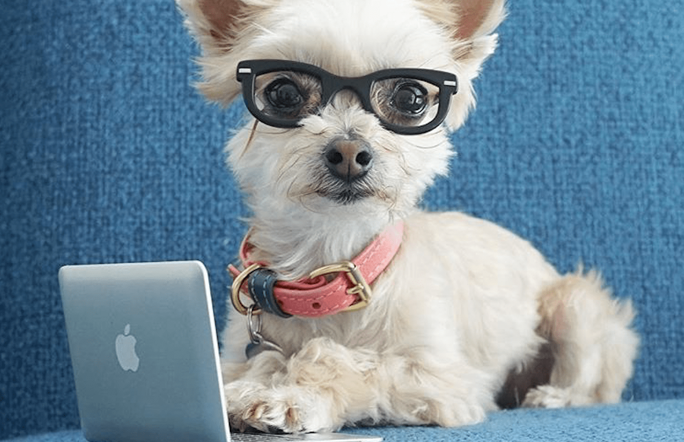 Tax Advice From Pets