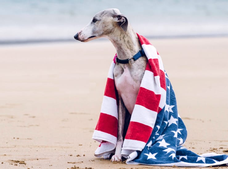 Do You Know Your Official State Dog?