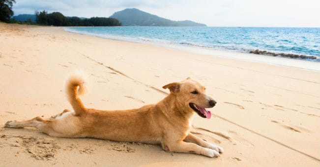 Petkin Doggy Sunwipes