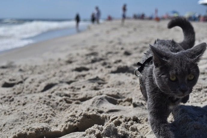 Cat on the beach