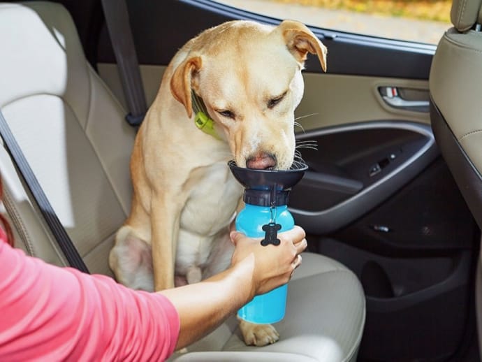 Pet Bowl Water Bottle