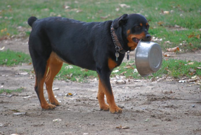 犬のしつけ