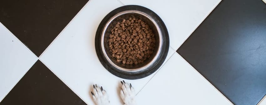 Pet Trend Forecast: Treats and Food