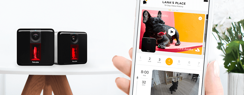 Go Multi-Cam with Petcube's New App Feature