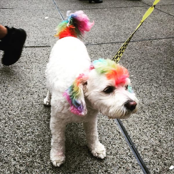 pride dog from head to tail