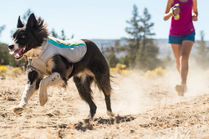 Ruffwear Swamp Cooler for Dogs